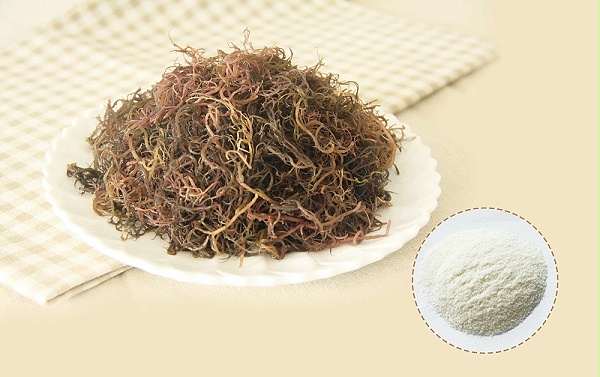 琼脂-03