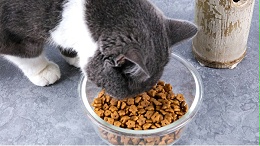看胶体产品如何为爱宠设计愉悦进食体验？