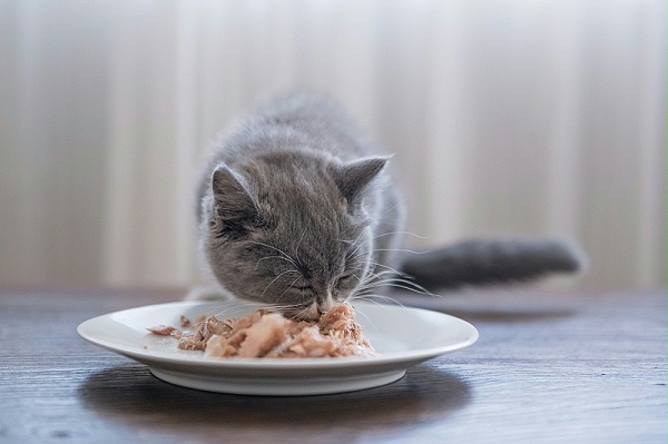 花瓣素材_小灰猫在室内吃东西。_126686663
