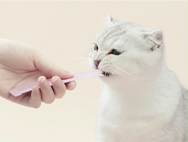 猫条